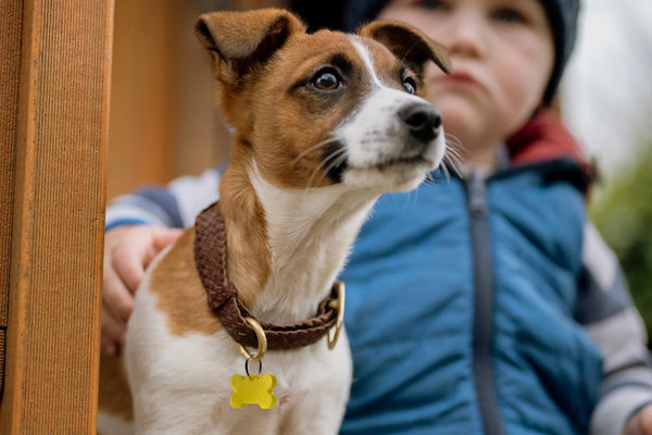 EMF Pet Pendant
